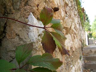 The familar five leaves of a Virginia creeper vine gowing along a back street in Nice, France.