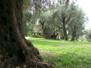 Rows of old "olivier" (olive trees) with a glimpse of an old farmhouse.