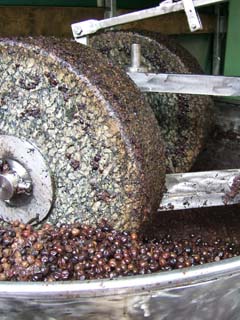 Close up view of the granite wheels and stailess steel mechanism against a pile of ripe olives.  This is the traditional machine used to crush the olives in the first stage of pressing.