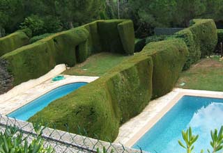 deep green sculpted hedges separate private gardens each containing a small swimming pool.