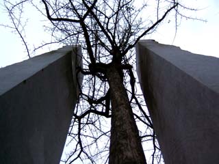 The silhouette of tree branches are viewed from below as a tree grows up between two monolithic slabs of stone.