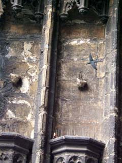 Small nests have been attached to the old stone wall outside a Cathedral.  Attached to one of the nests on a wire is a model of a swallow.  Below this are spikes to keep birds from landing.